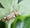 Rhabdomiris striatellus